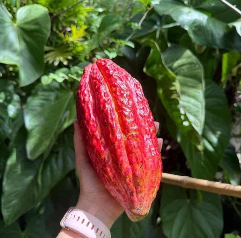 Chocolate Experience: Make Your Own Chocolate in Medellin